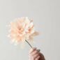 Grand Dahlia Sand