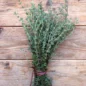 Graine Thymus Vulgaris