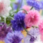 Graines Centaurea Cyanus
