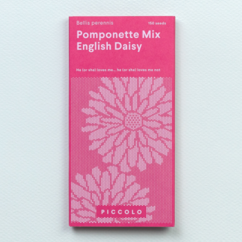 Graines de marguerites anglaises pomponette