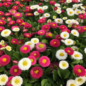 Graines de Marguerites anglaises Pomponette