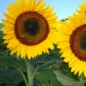 Graines Tournesols Taiyo