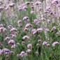 Graines Verveine Buenos Aires
