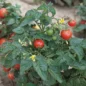 Graine Solanum Lycopersicum Tomate