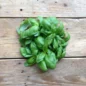 Graine Genovese Ocimum Basilicum