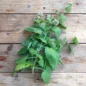 Graine Catnip Nepeta Cataria